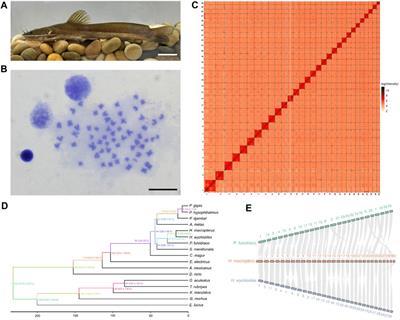 Chromosome-level genome assembly of the largefin longbarbel catfish (Hemibagrus macropterus)